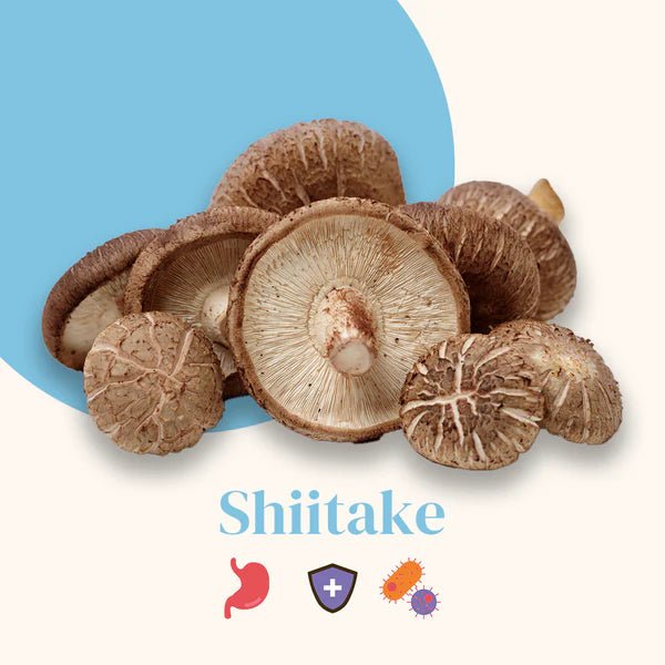 French Mush Shiitaké DUO