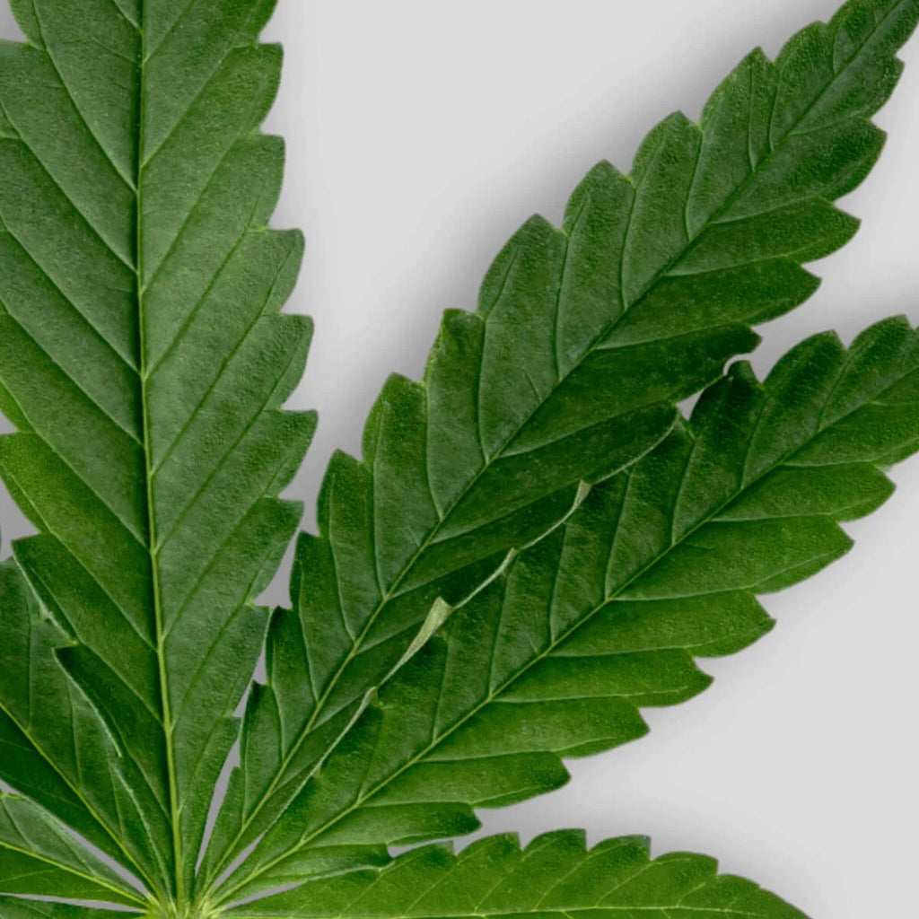 Olio di canapa biologico spremuto a freddo - Per corpo e capelli - SOWÉ