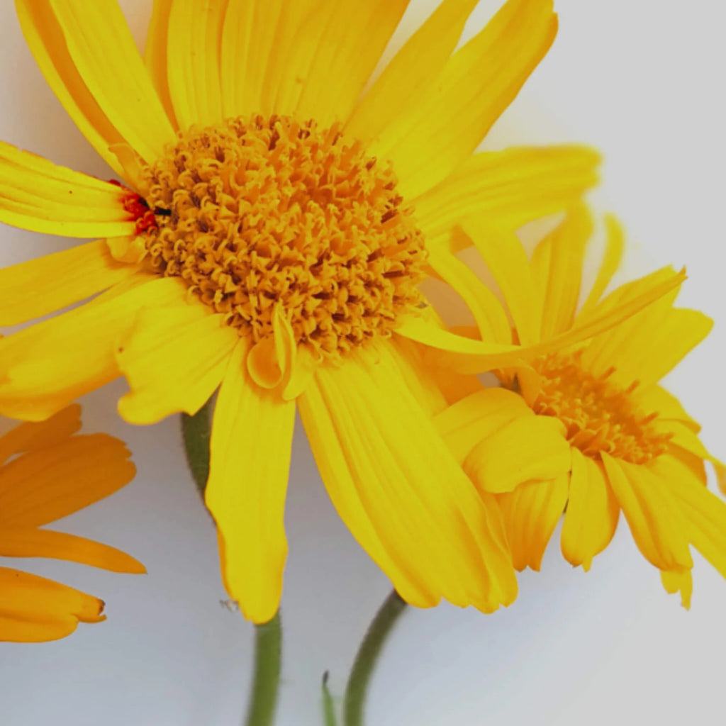 Huile d'arnica BIO pressé à froid - soin corps - SOWÉ