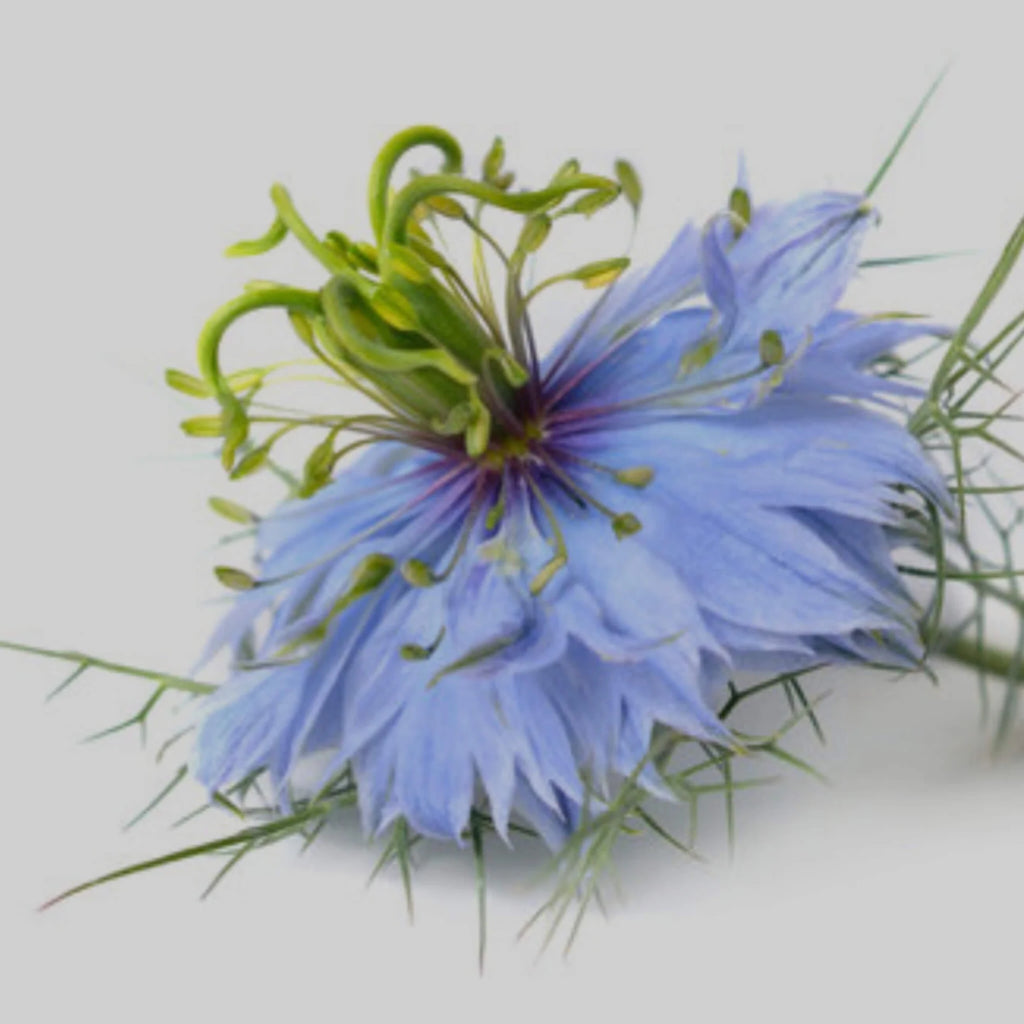 Olio di semi neri biologico spremuto a freddo - Per corpo e capelli - SOWÉ